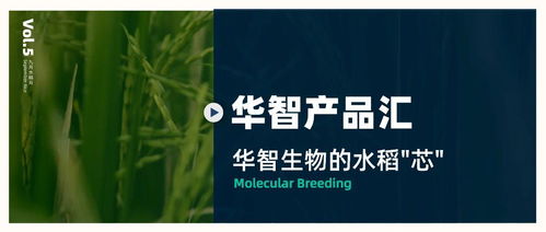 華智產品匯 技術先行，以生物技術驅動水稻育種創新