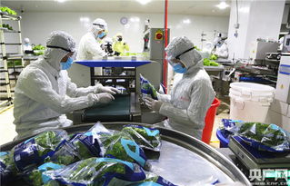 中央媒體探秘全球最大植物工廠，解鎖新興光生物產(chǎn)業(yè)的生物技術(shù)密碼